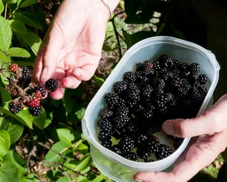 In Search Of: Tasty Baked Goods to Put to Good Use a Surplus of House-Made Jam